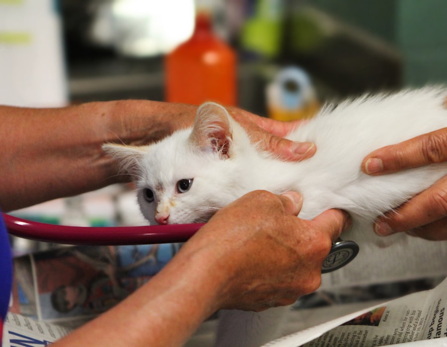 Atendimento veterinário em clínica que utiliza o split de recebíveis InoveConta